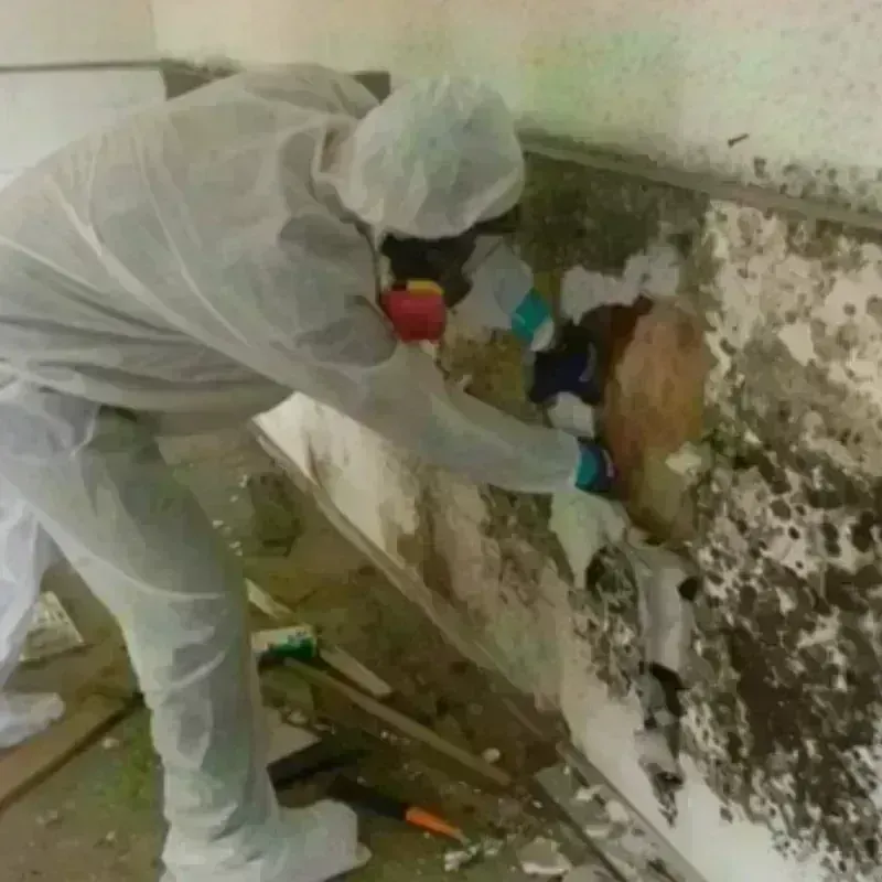 Mold Remediation and Removal in Beach, ND